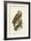 Tawny Owl-John Selby-Framed Art Print