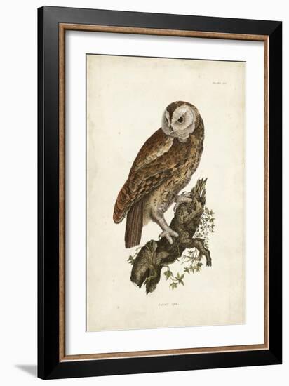 Tawny Owl-John Selby-Framed Art Print