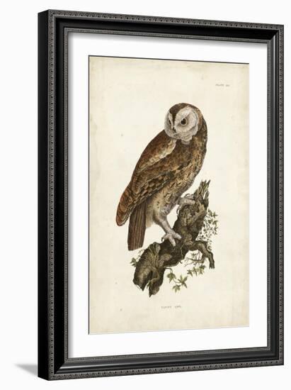 Tawny Owl-John Selby-Framed Art Print