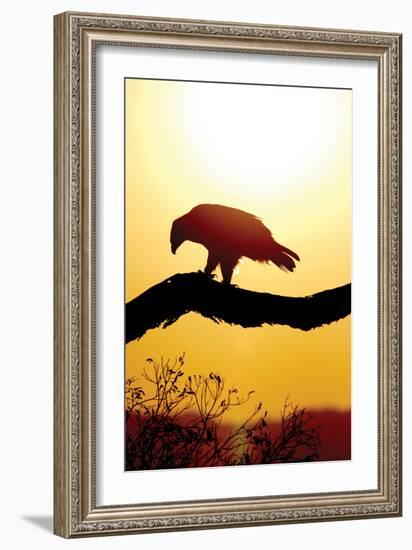 Tawny Sunrise-Susann Parker-Framed Photographic Print