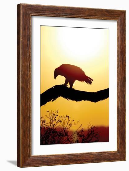 Tawny Sunrise-Susann Parker-Framed Photographic Print