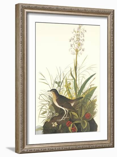 Tawny Thrush-John James Audubon-Framed Art Print