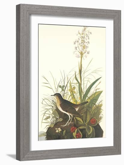 Tawny Thrush-John James Audubon-Framed Art Print