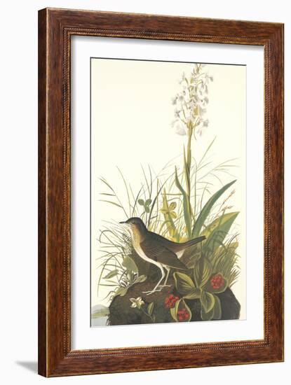 Tawny Thrush-John James Audubon-Framed Art Print