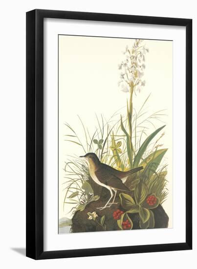 Tawny Thrush-John James Audubon-Framed Art Print