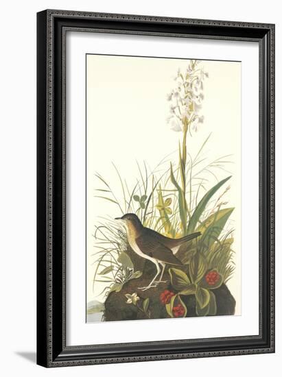 Tawny Thrush-John James Audubon-Framed Art Print