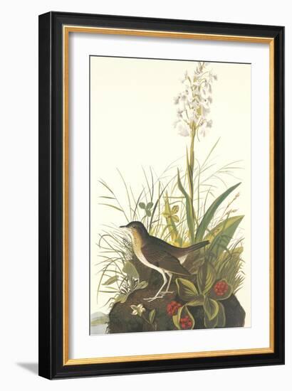 Tawny Thrush-John James Audubon-Framed Art Print