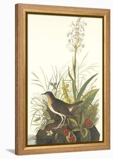 Tawny Thrush-John James Audubon-Framed Stretched Canvas