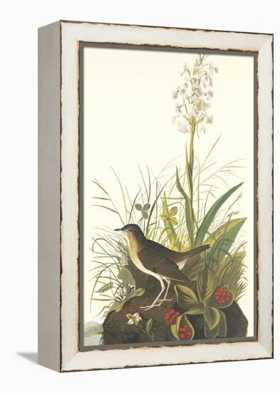 Tawny Thrush-John James Audubon-Framed Stretched Canvas