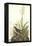 Tawny Thrush-John James Audubon-Framed Stretched Canvas