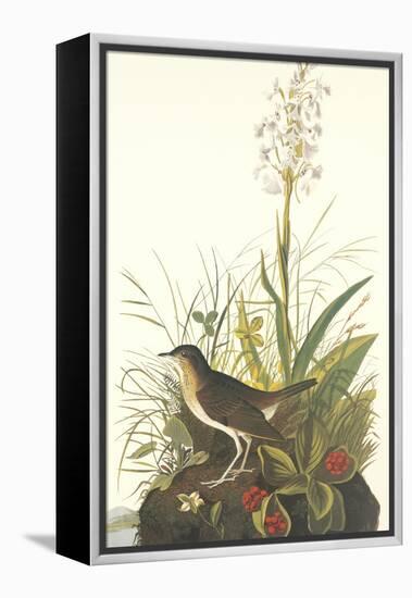 Tawny Thrush-John James Audubon-Framed Stretched Canvas