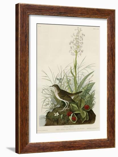 Tawny Thrush-null-Framed Giclee Print