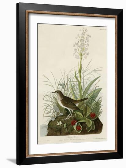 Tawny Thrush-null-Framed Giclee Print