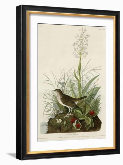 Tawny Thrush-null-Framed Giclee Print