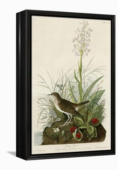 Tawny Thrush-null-Framed Premier Image Canvas