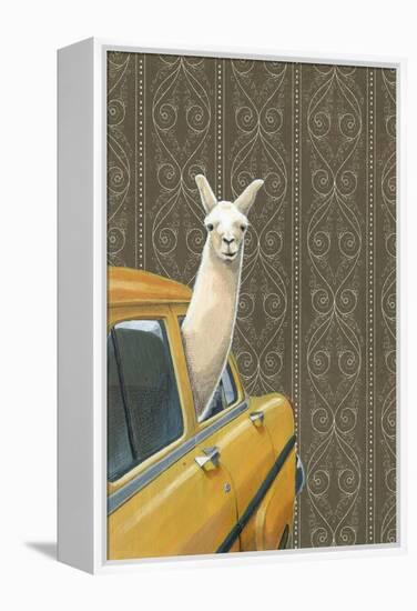 Taxi Llama-Jason Ratliff-Framed Premier Image Canvas