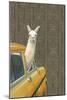 Taxi Llama-Jason Ratliff-Mounted Giclee Print