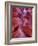 Tayo-Jim Crotty-Framed Photographic Print