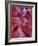 Tayo-Jim Crotty-Framed Photographic Print