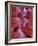 Tayo-Jim Crotty-Framed Photographic Print