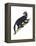 Tayra (Eira Barbara), Mammals-Encyclopaedia Britannica-Framed Stretched Canvas