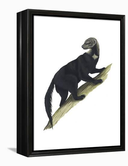 Tayra (Eira Barbara), Mammals-Encyclopaedia Britannica-Framed Stretched Canvas