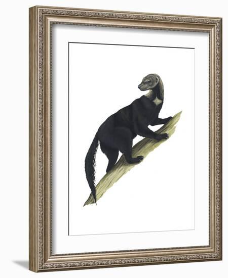 Tayra (Eira Barbara), Mammals-Encyclopaedia Britannica-Framed Art Print
