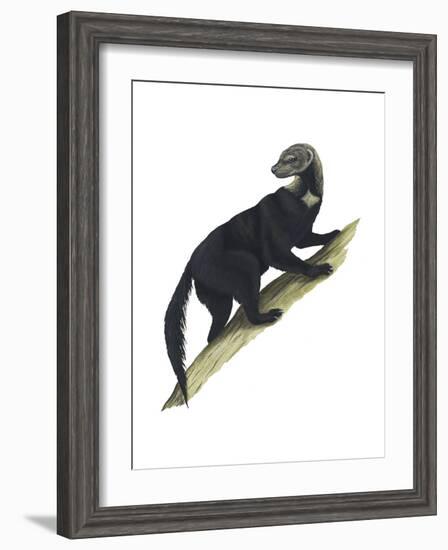 Tayra (Eira Barbara), Mammals-Encyclopaedia Britannica-Framed Art Print