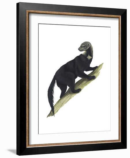 Tayra (Eira Barbara), Mammals-Encyclopaedia Britannica-Framed Art Print