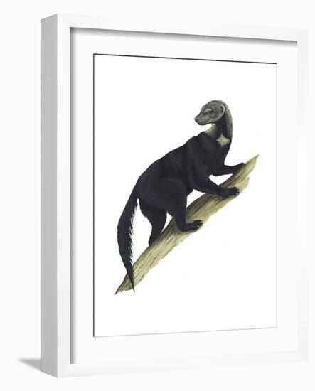 Tayra (Eira Barbara), Mammals-Encyclopaedia Britannica-Framed Art Print