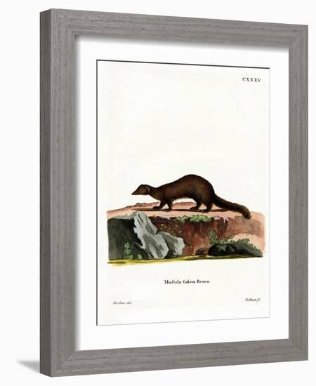 Tayra-null-Framed Giclee Print