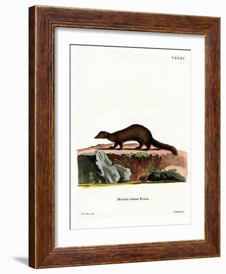 Tayra-null-Framed Giclee Print