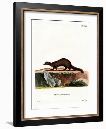 Tayra-null-Framed Giclee Print