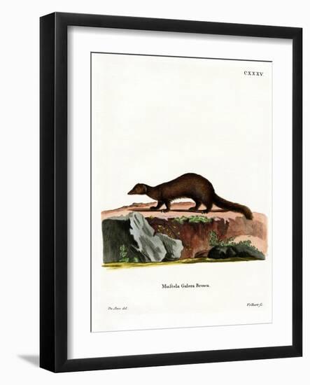 Tayra-null-Framed Giclee Print