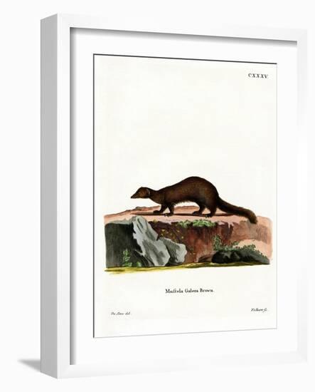 Tayra-null-Framed Giclee Print