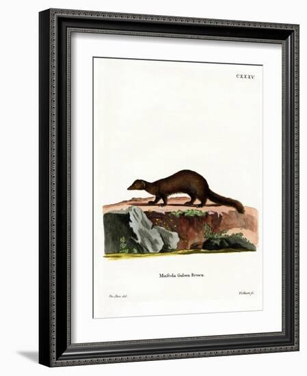 Tayra-null-Framed Giclee Print