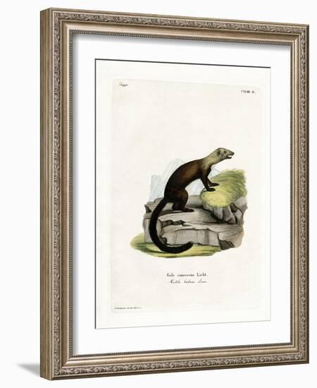 Tayra-null-Framed Giclee Print