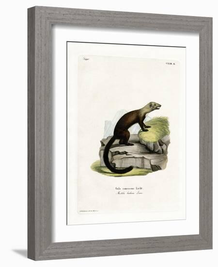 Tayra-null-Framed Giclee Print