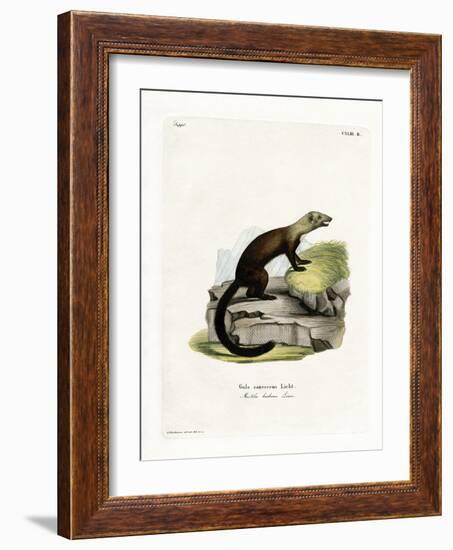 Tayra-null-Framed Giclee Print