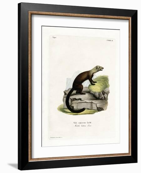 Tayra-null-Framed Giclee Print