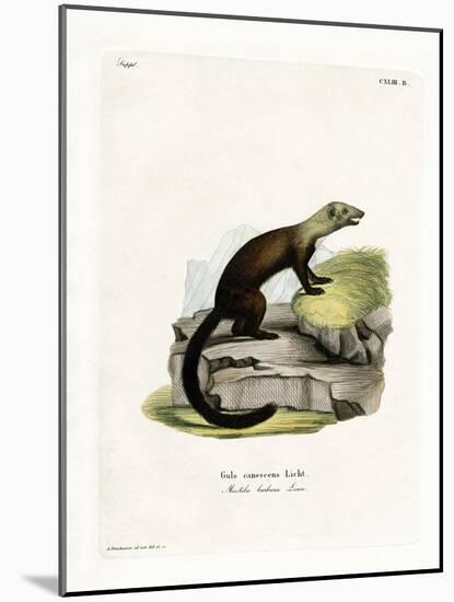 Tayra-null-Mounted Giclee Print