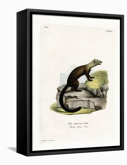 Tayra-null-Framed Premier Image Canvas