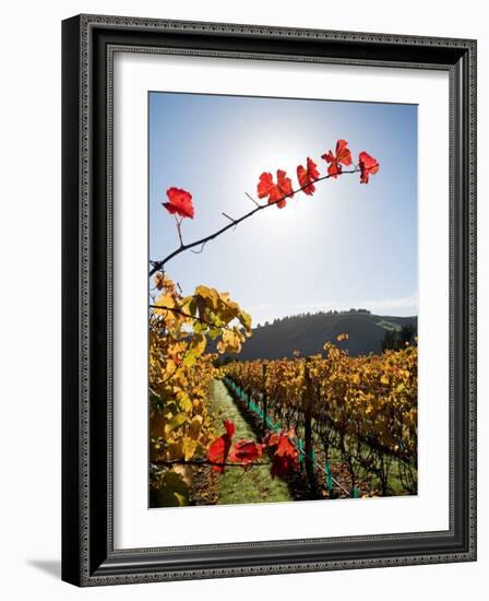 Te Kairanga Vineyard, Martinborough, Wairarapa, North Island, New Zealand-David Wall-Framed Photographic Print