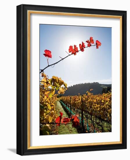 Te Kairanga Vineyard, Martinborough, Wairarapa, North Island, New Zealand-David Wall-Framed Photographic Print