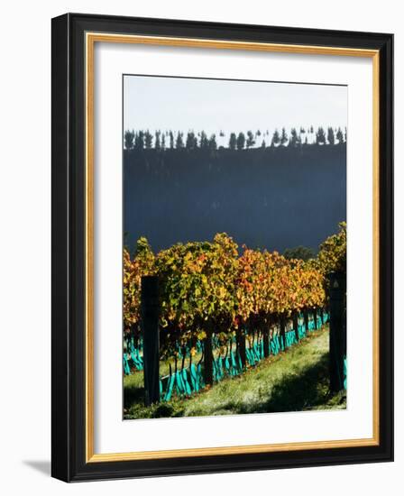 Te Kairanga Vineyard, Martinborough, Wairarapa, North Island, New Zealand-David Wall-Framed Photographic Print