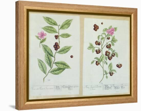 Tea and China Tea, Plate from 'Herbarium Blackwellianum' Published 1757 in Nuremberg, Germany-Elizabeth Blackwell-Framed Premier Image Canvas