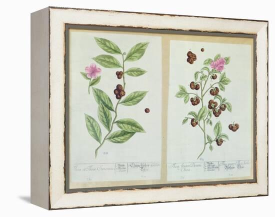 Tea and China Tea, Plate from 'Herbarium Blackwellianum' Published 1757 in Nuremberg, Germany-Elizabeth Blackwell-Framed Premier Image Canvas