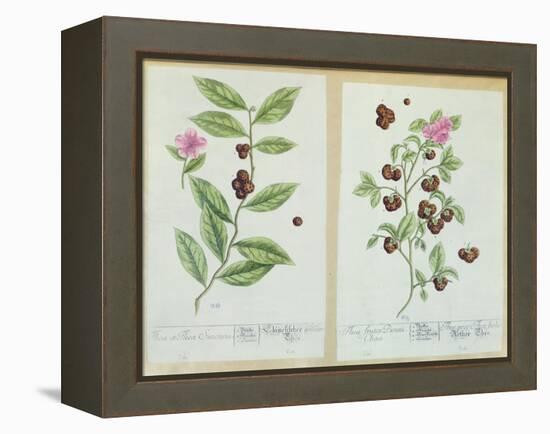 Tea and China Tea, Plate from 'Herbarium Blackwellianum' Published 1757 in Nuremberg, Germany-Elizabeth Blackwell-Framed Premier Image Canvas