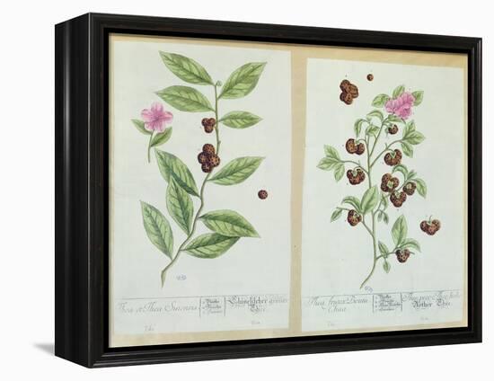 Tea and China Tea, Plate from 'Herbarium Blackwellianum' Published 1757 in Nuremberg, Germany-Elizabeth Blackwell-Framed Premier Image Canvas