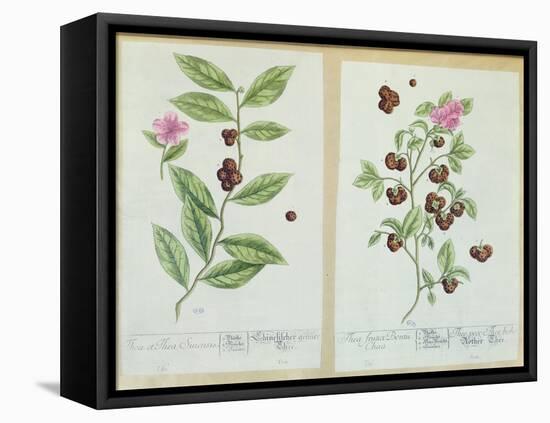 Tea and China Tea, Plate from 'Herbarium Blackwellianum' Published 1757 in Nuremberg, Germany-Elizabeth Blackwell-Framed Premier Image Canvas